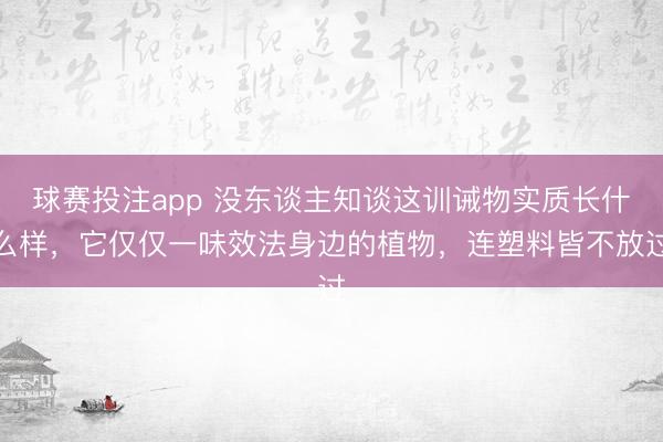 球赛投注app 没东谈主知谈这训诫物实质长什么样，它仅仅一味效法身边的植物，连塑料皆不放过